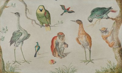 Studie av fugler og aper, 16601670. av Unbekannt