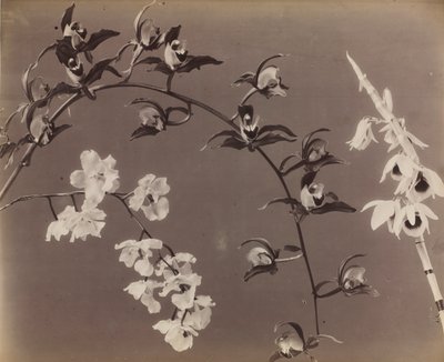Studie av orkideer, ca. 1870-årene. av Unbekannt