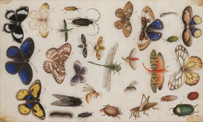 Studie av sommerfugler og insekter. av Unbekannt
