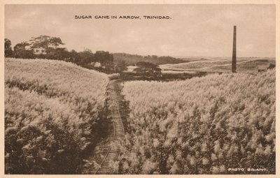 Sukkerrør i Arrow Trinidad, c1900 av Unbekannt