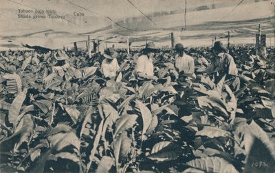 Tobakk under markise. Skyggedyrket tobakk - Cuba, c1900 av Unbekannt