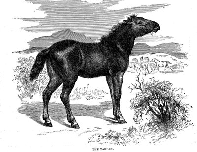 Tarpan, 1884 av Unbekannt