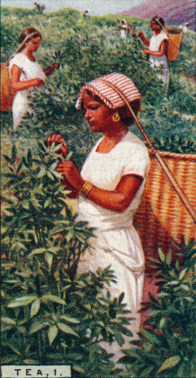 Tea, 1. - Plukking av bladene, Ceylon, 1928 av Unbekannt