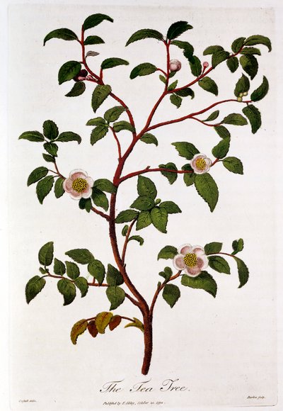 Te: gren av Camellia sinensis, 1798 av Unbekannt