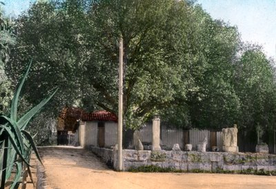 Terebinth-tre, Hammam Meskoutine, Algerie av Unbekannt