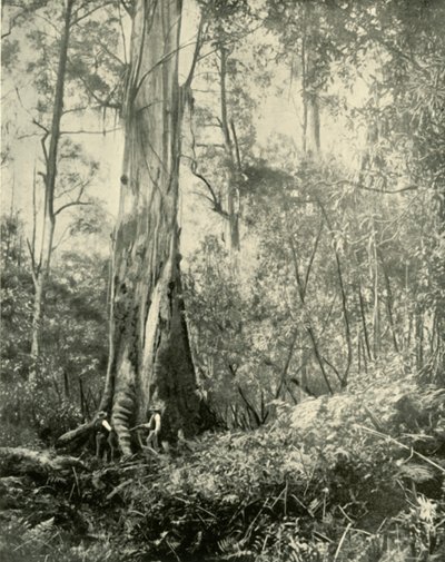 Baronen, et kjent høyt tre, 1901. av Unbekannt