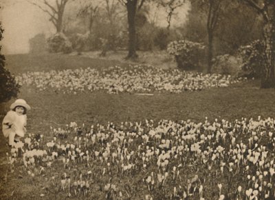Vårens krokusteppe, c1935. av Unbekannt