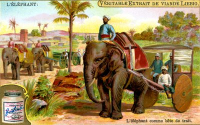 Elefanten som trekkdyr, ca 1900 av Unbekannt