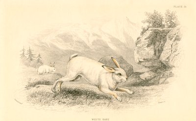 Haren Lepus europaeus, 1828 av Unbekannt