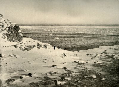 The Last of the Penguins like før deres migrasjon i mars, c1908, 1909. av Unbekannt