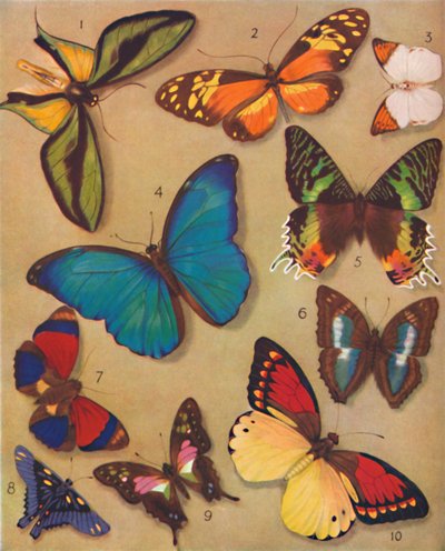 The Marvelous Color of the Butterflies, 1935 av Unbekannt