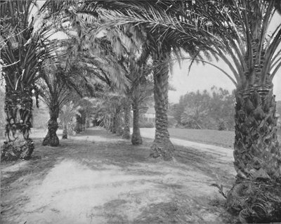 The Palms of Glenannie, Florida, 1800-tallet av Unbekannt
