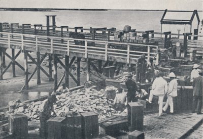 The Pearl Fishing Industry - Packing Shell, 1923. av Unbekannt