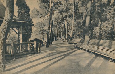 The Pine Walk, 1929 av Unbekannt