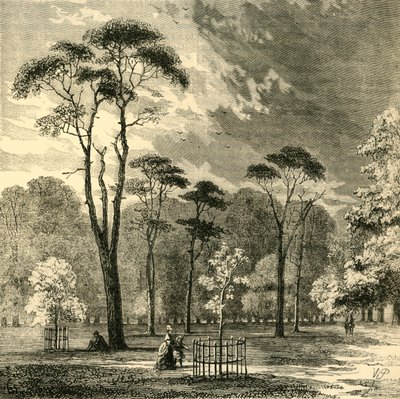 The Scotch Firs, Kensington Gardens, c1876. av Unbekannt