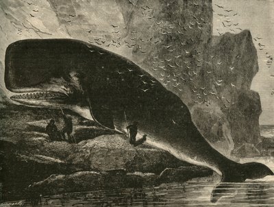 Sperm-Whale, 1882. av Unbekannt