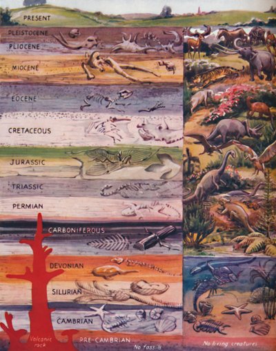 The Succession of Life in the Rocks, 1935 av Unbekannt