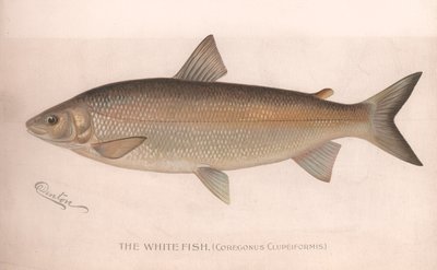 Den hvite fisken Coregonus Clupeiformis, ca. 1920-tallet av Unbekannt
