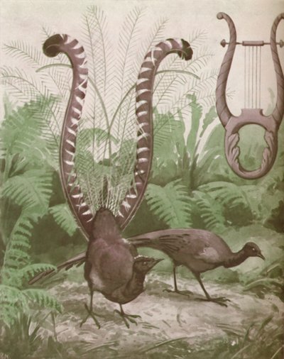 The Wonderful Tail of the Lyre Bird, 1935 av Unbekannt