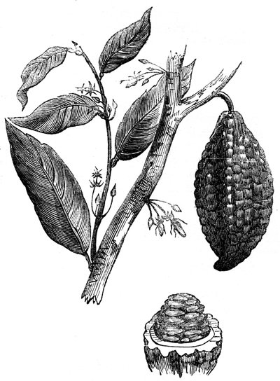 Sjokoladenøttetreet, 1886 av Unbekannt
