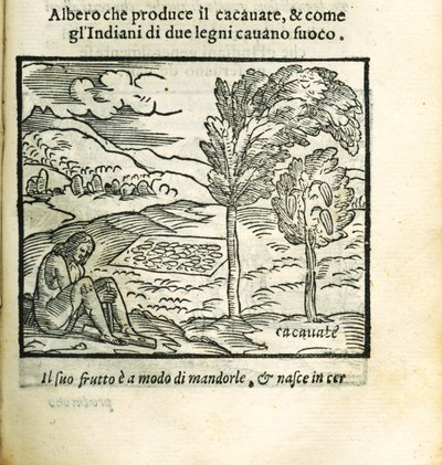 Kakaotreet. Fra Historia del Mondo Nuovo av Girolamo Benzoni, 1563. av Unbekannt