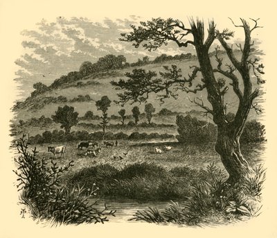 Thistledon, 1898. av Unbekannt
