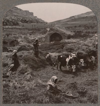 Treske korn nær Jacobs Well, c1900 av Unbekannt