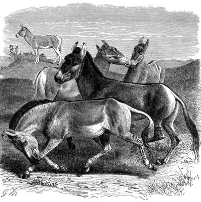 Tibetansk villesel eller Kiang, 1893 av Unbekannt