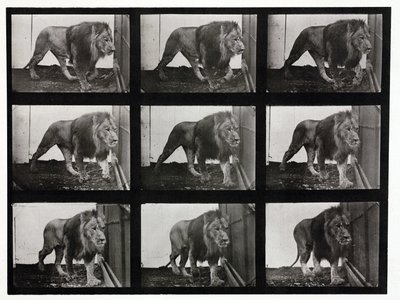 Time-lapse-bilder av en løve som går rundt i buret sitt av Unbekannt