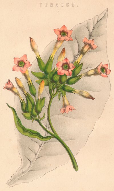 Tobakk, c1800-tallet av Unbekannt