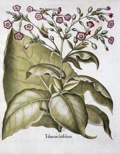 Tobakksplante, 1613 av Unbekannt