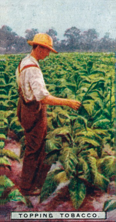 Topping tobakk, 1926 av Unbekannt
