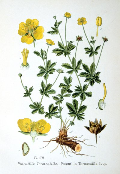 Tormentil, 1893 av Unbekannt
