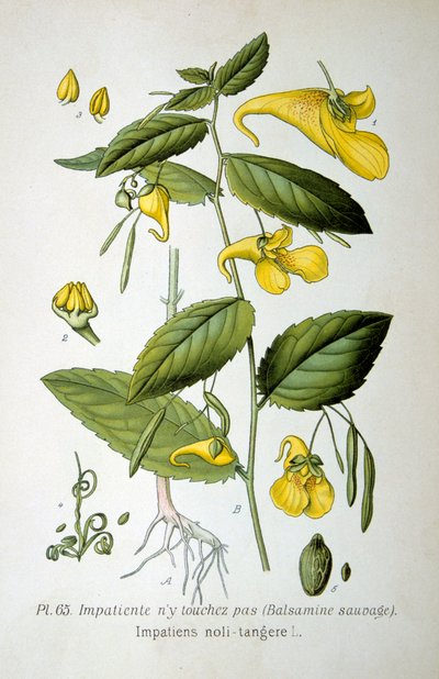 Touch-me-not balsam, 1893 av Unbekannt