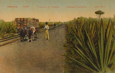 Transport av Henequen-blader, Matanzas - Cuba, av Unbekannt