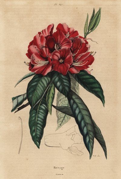 Tre rhododendron, Rhododendron arboreum av Unbekannt