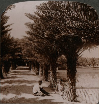 Tropisk skjønnhet i en aveny med daddelpalmer, Moanalua nær Honolulu, H. Is. c1900 av Unbekannt