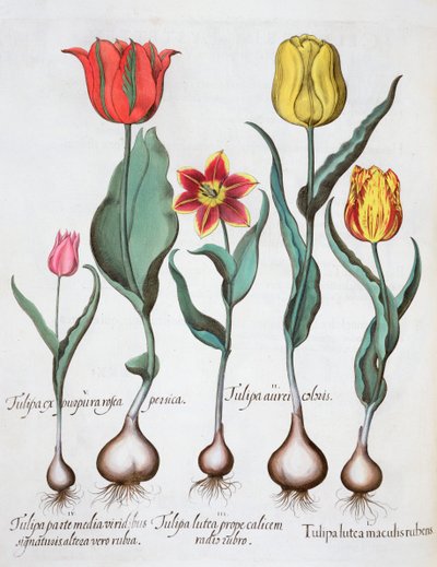 Tulipaner, 1613 av Unbekannt