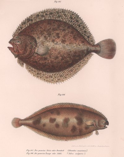 Piggvar, Rhombus maximus, tunge Solea vulgaris, ca. 1850-tallet av Unbekannt