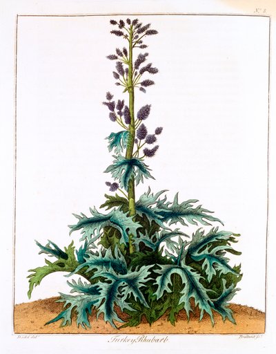 Tyrkia Rabarbra, 1798 av Unbekannt