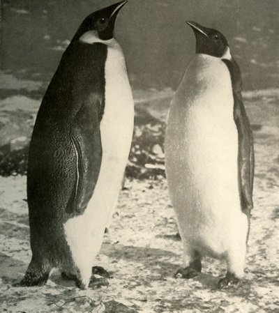 To keiserpingviner, c1908, 1909. av Unbekannt