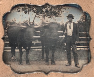To okser og driver, 1850-tallet. av Unbekannt
