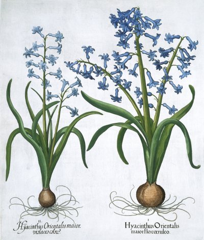 To blå hyasinter, 1613 av Unbekannt