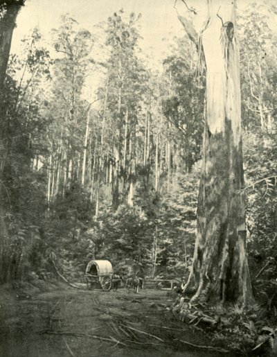Onkel Sam, 1901. av Unbekannt