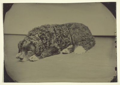 Uten tittel hund, 185099. av Unbekannt