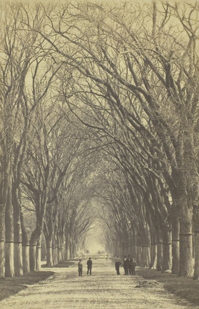 Uten tittel allé av trær, 1840-1900. av Unbekannt