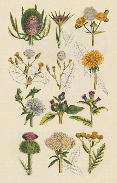 Varianter av britiske villblomster, 1947 av Unbekannt