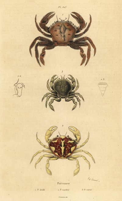 Fløyelskrabbe, Necora puber 1, marmorert svømmekrabbe, Liocarcinus marmoreus 2, og Pennants svømmekrabbe, Portumnus latipes 3 av Unbekannt