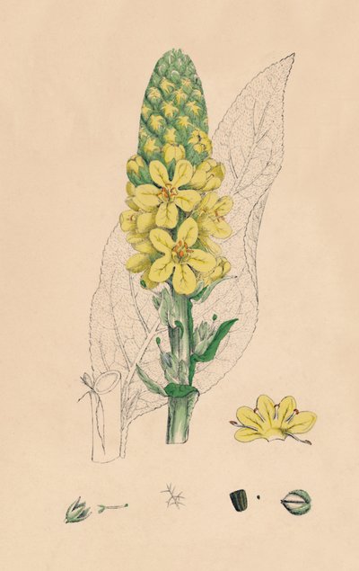 Verbascum Thapsus. Great Mullein, 1800-tallet av Unbekannt
