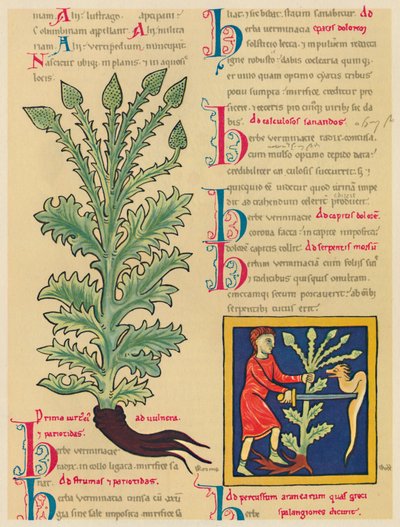 Verbena eller Vervain, 1947 av Unbekannt